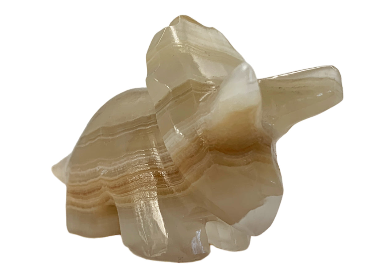 Amber Onyx Triceratops