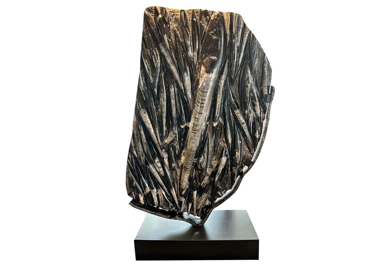 Orthoceras plate Metal base