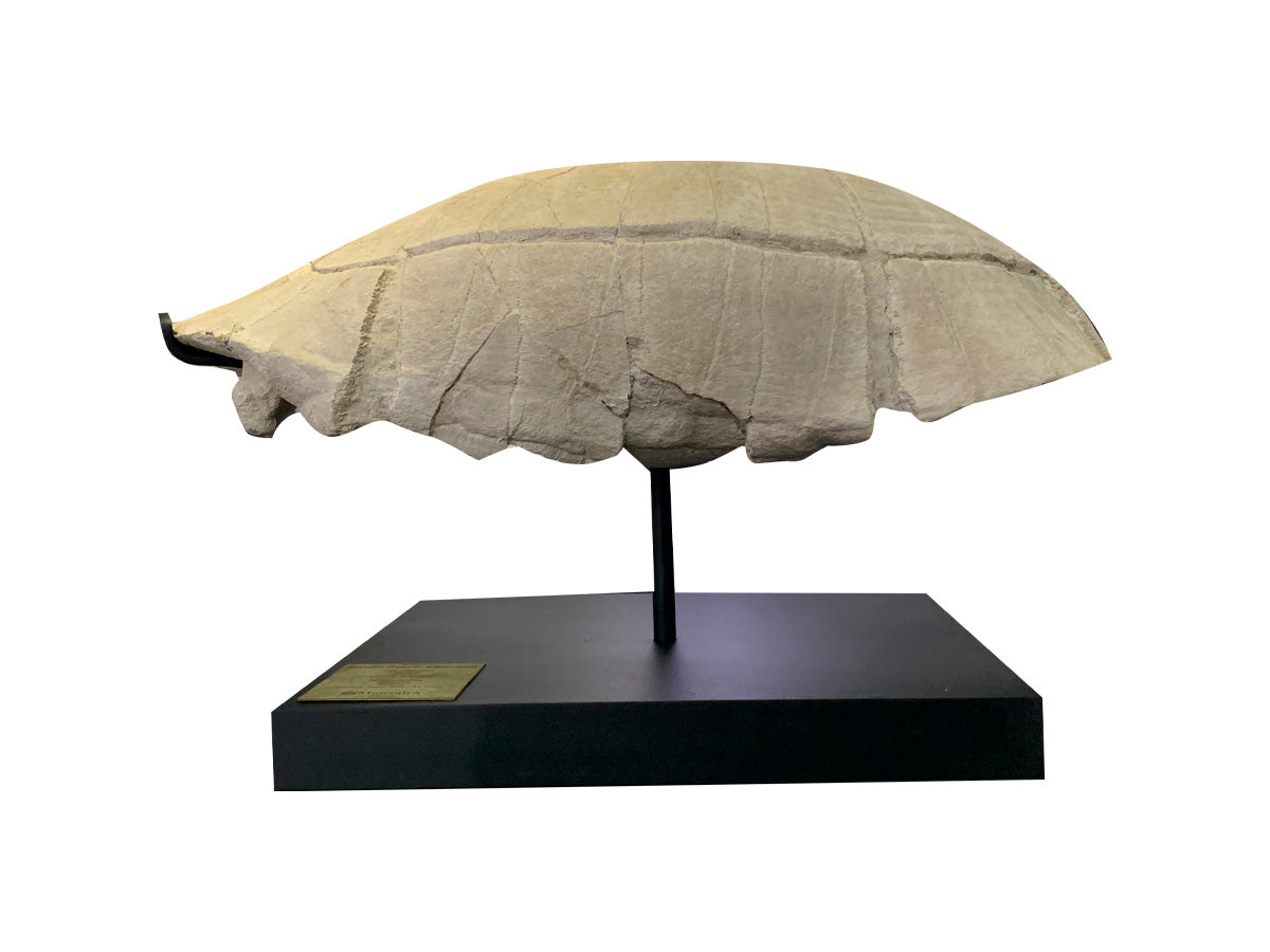 Fossil turtle shell Metal base