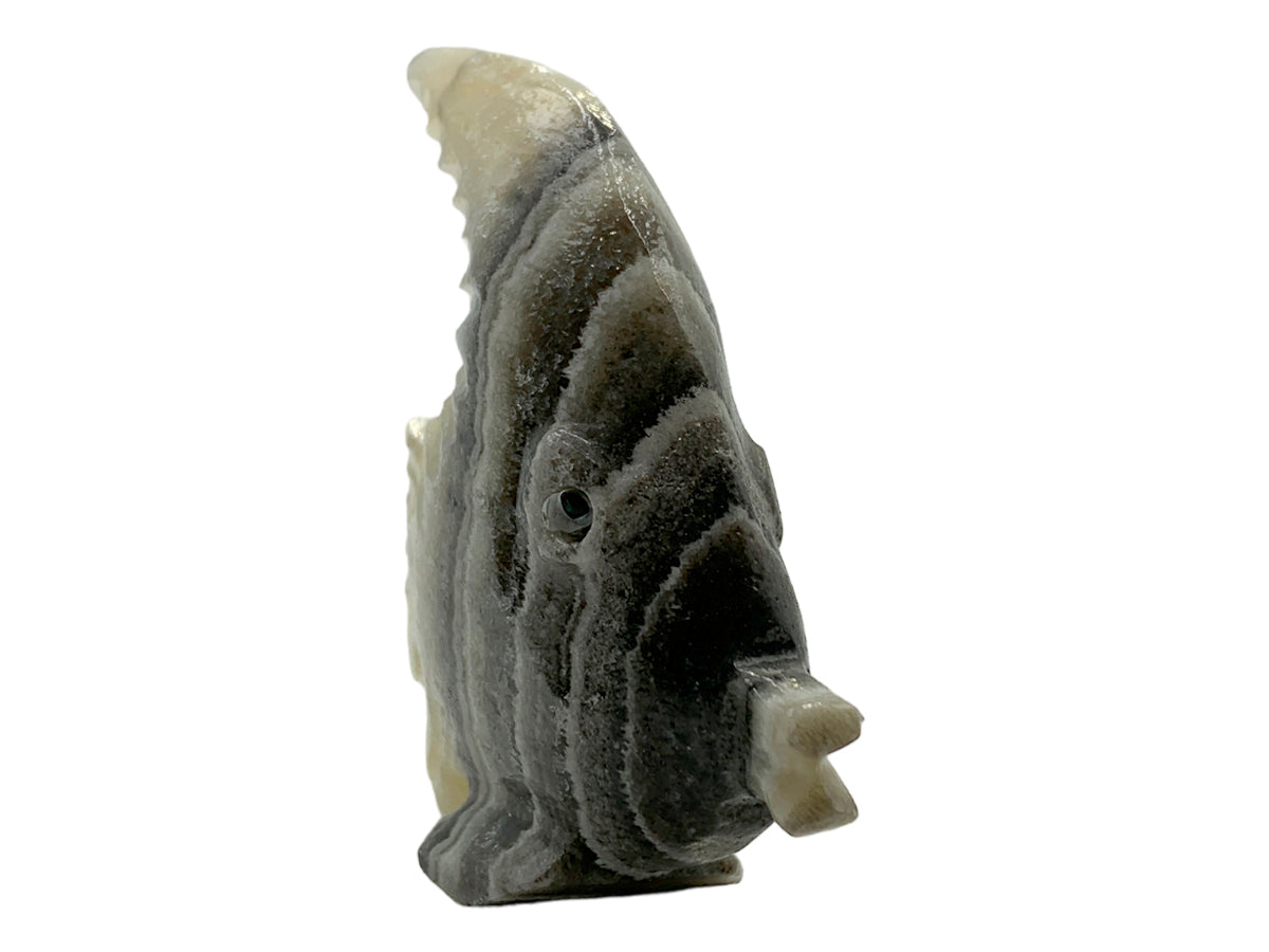Zebra Onyx Surgeonfish