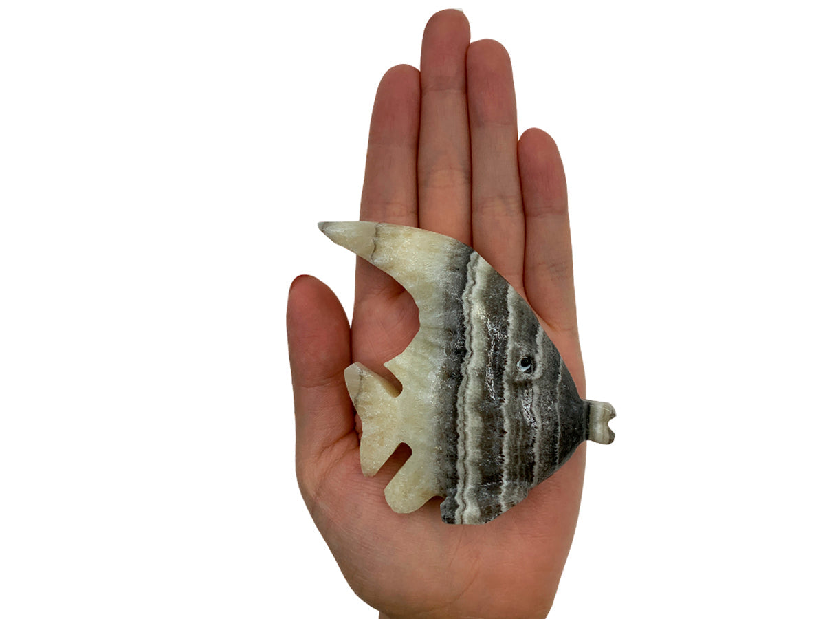 Zebra Onyx Surgeonfish