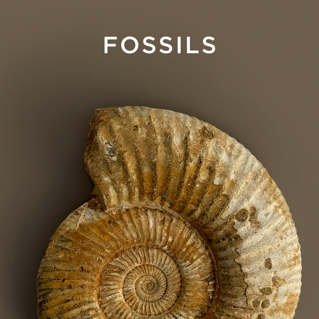 Fossils