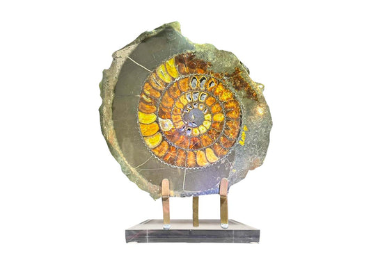 Ammonite fossil, half pyritized, with a polished face Acrylic base