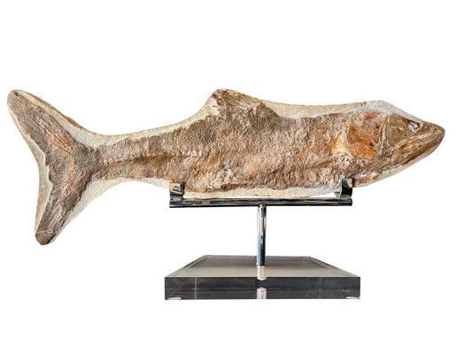 Fossil fish from Madagascar Acrylic base