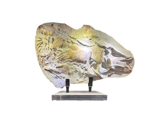 Fossil fish from Madagascar