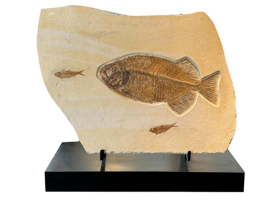 Plate with 3 fossil Phareodus encaustus fish / Metal base