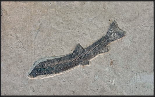 Plate with 1 fossil fish 31.5x0.8x20 in.