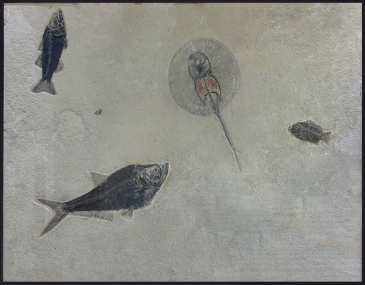 Plate with 3 fossil fish and stingray 43x2x33.5 in.