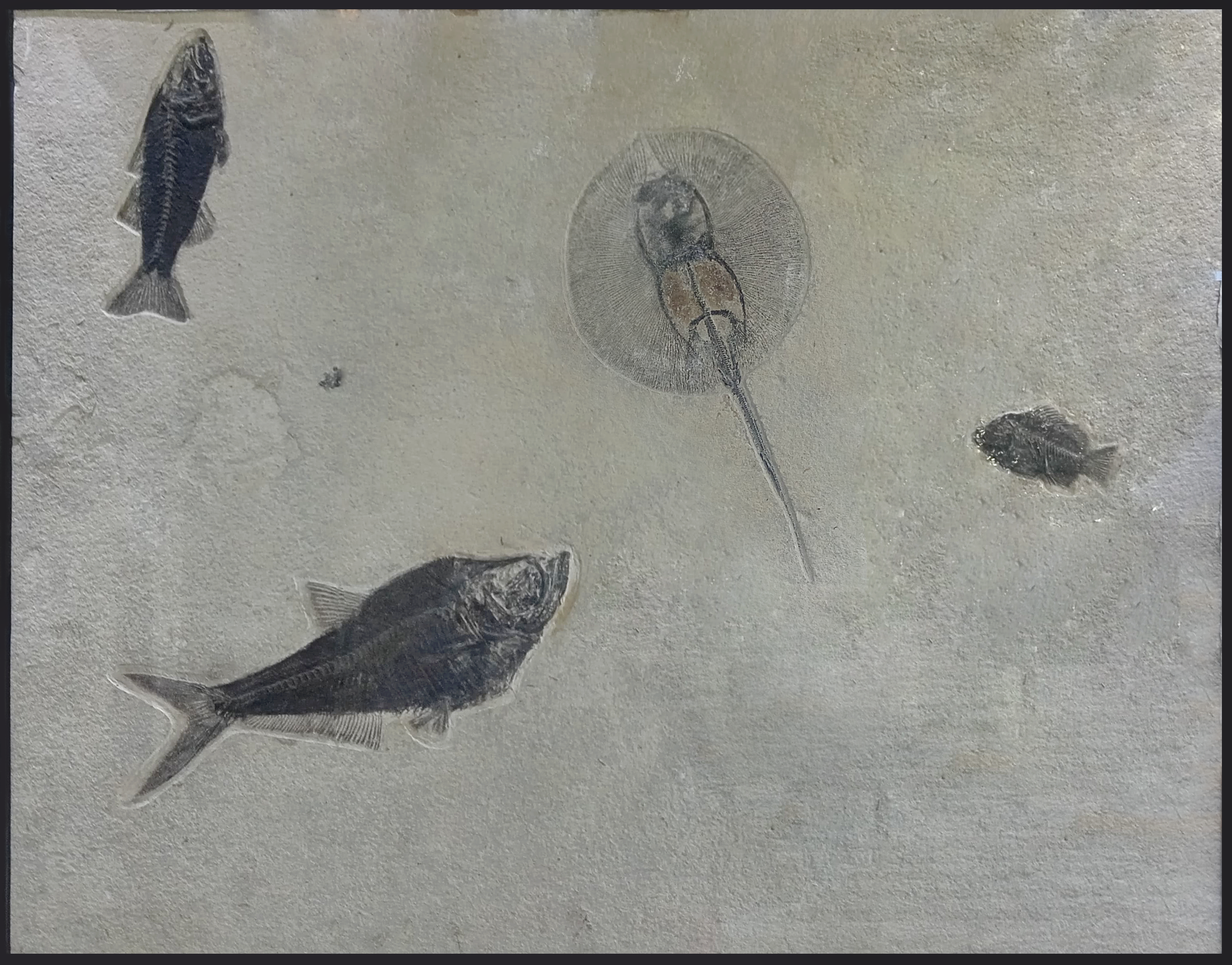 Plate with 3 fossil fish and stingray 43x2x33.5 in.