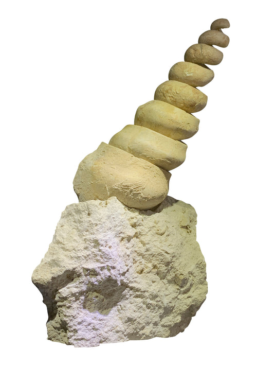 Fossil turritella in matrix Without base