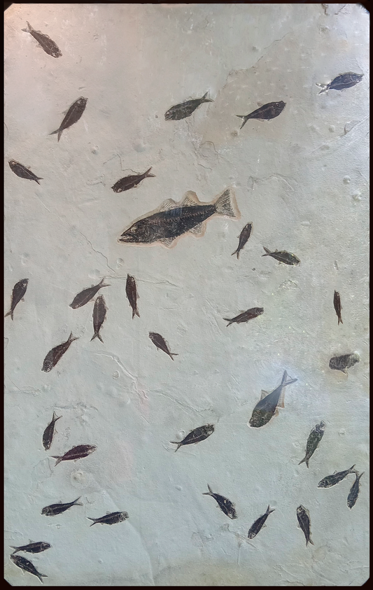 Plate with 32 fossil fish. 67x1.6x39.5 in.