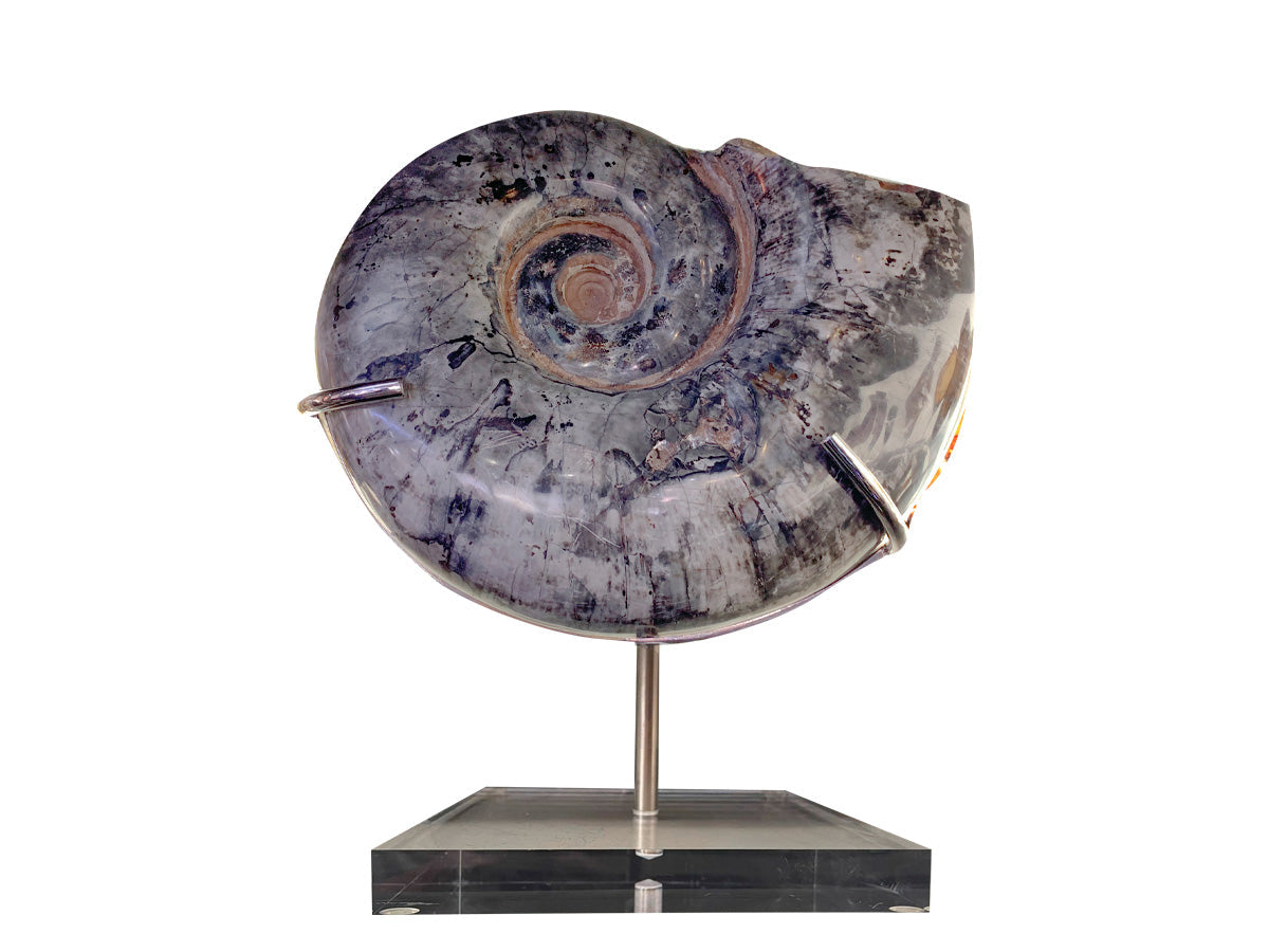 Fossil gray ammonite Acrylic base