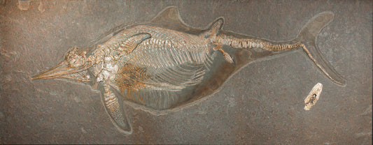 Fossil Ichthyosaur Stenopterygius plate/Metal frame