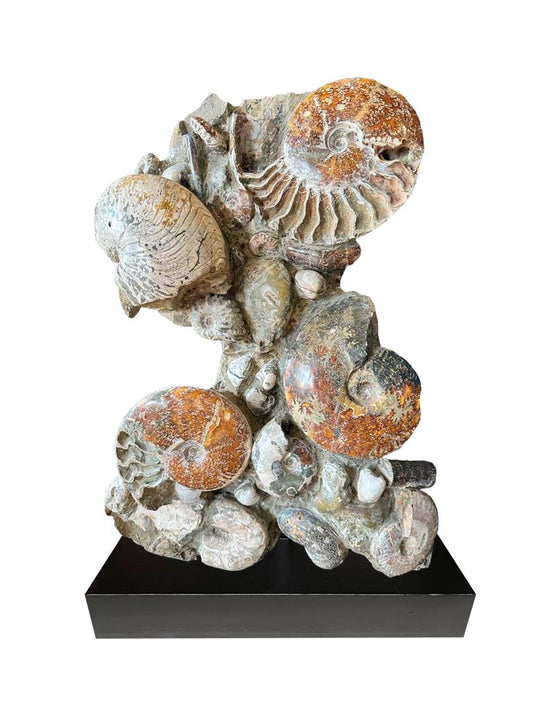 Multiple ammonite specimens Metal base