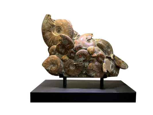 Fossil ammonite specimen, multiple, iridescent / Metal base