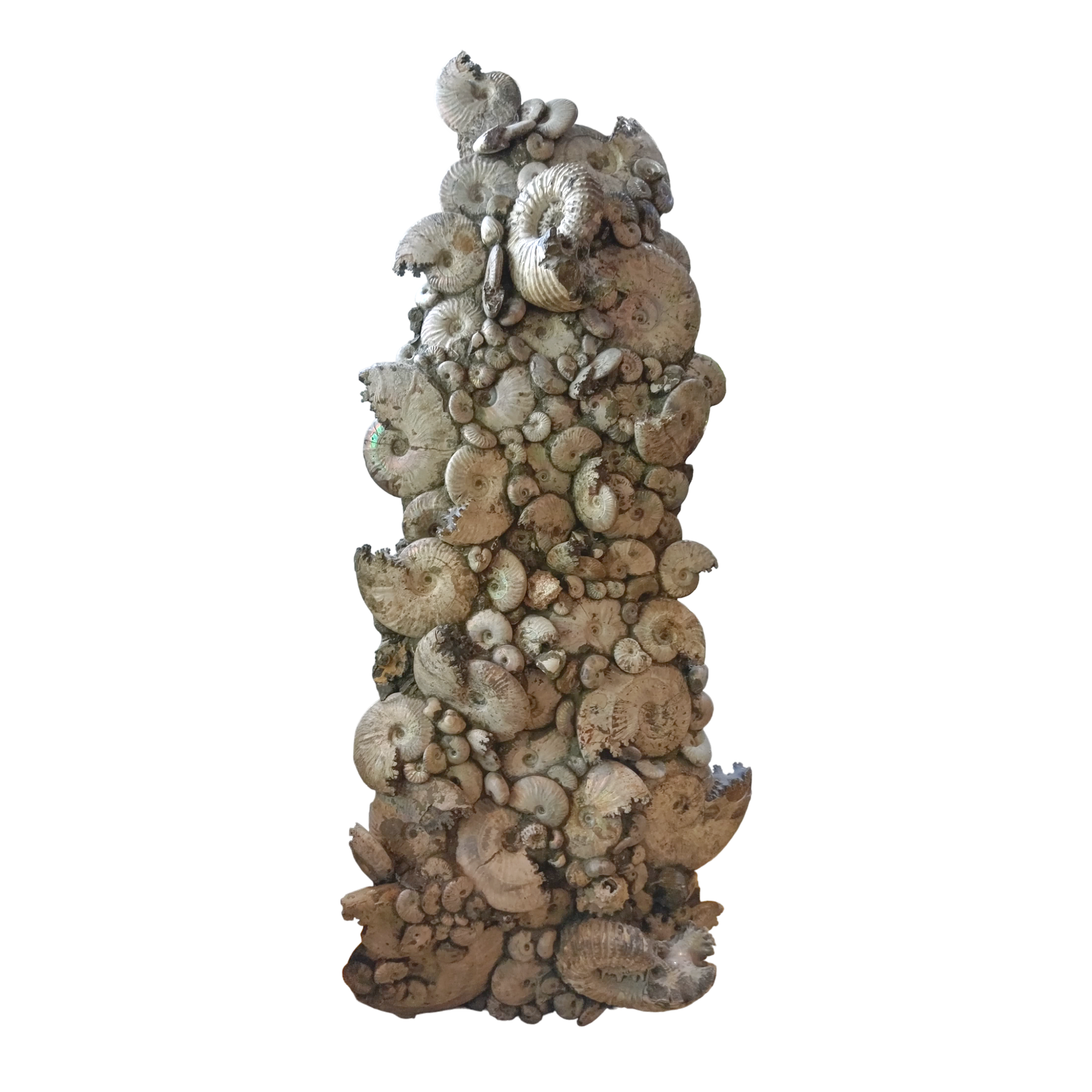 Fossil ammonite specimen 23.5x12x52 in.