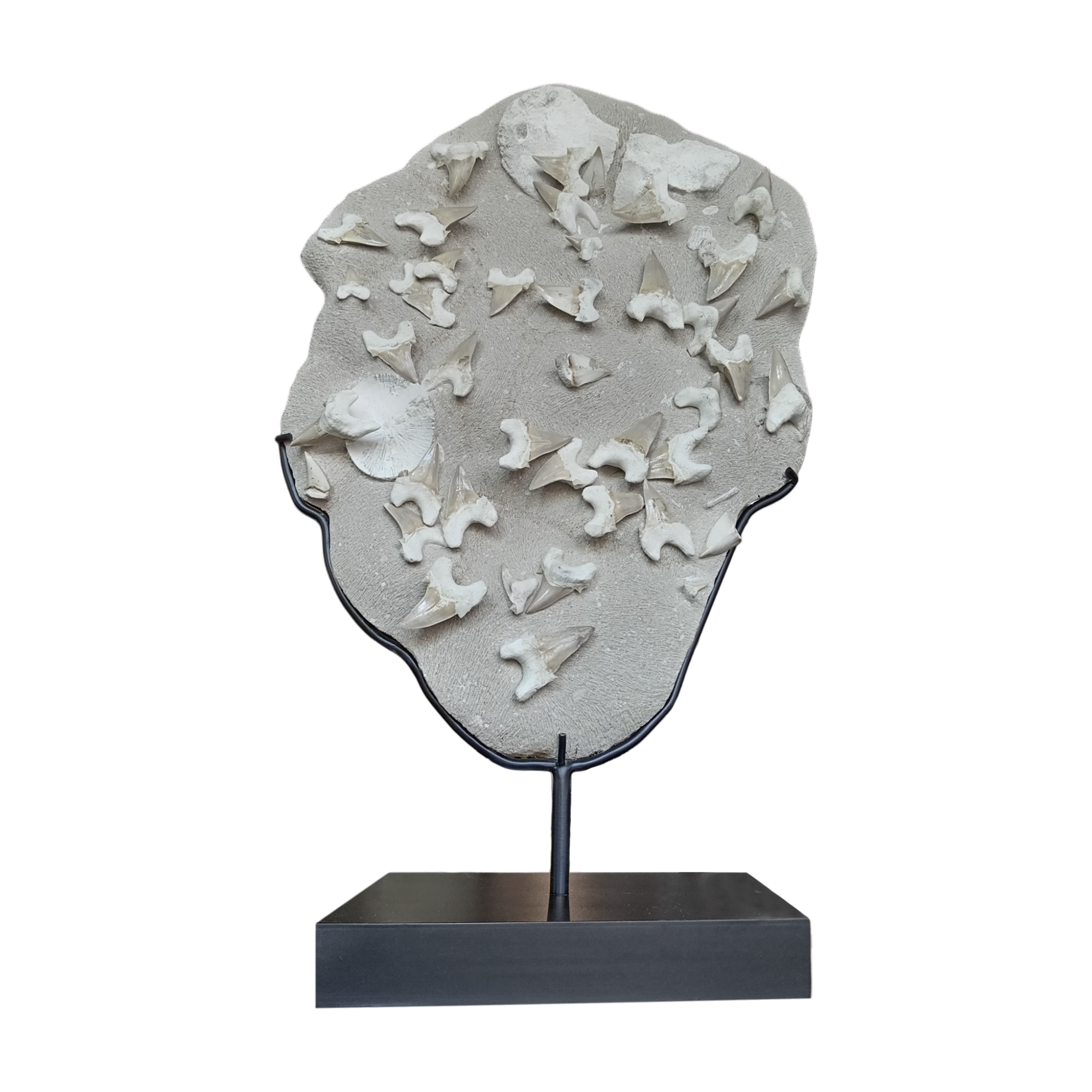 Plate with 41 shark teeth 21x10x35 in.