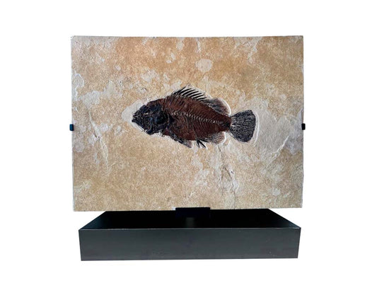 Plate with 1 fossil fish Metal base