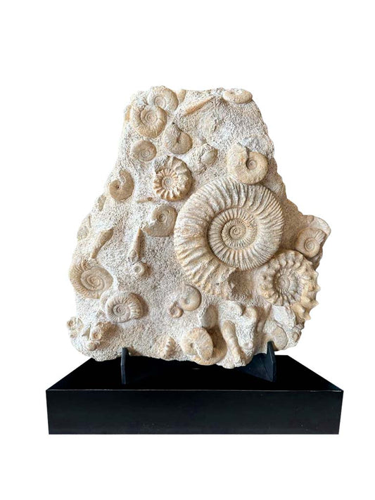 Plate with 10 rustic fossil ammonites / Metal base