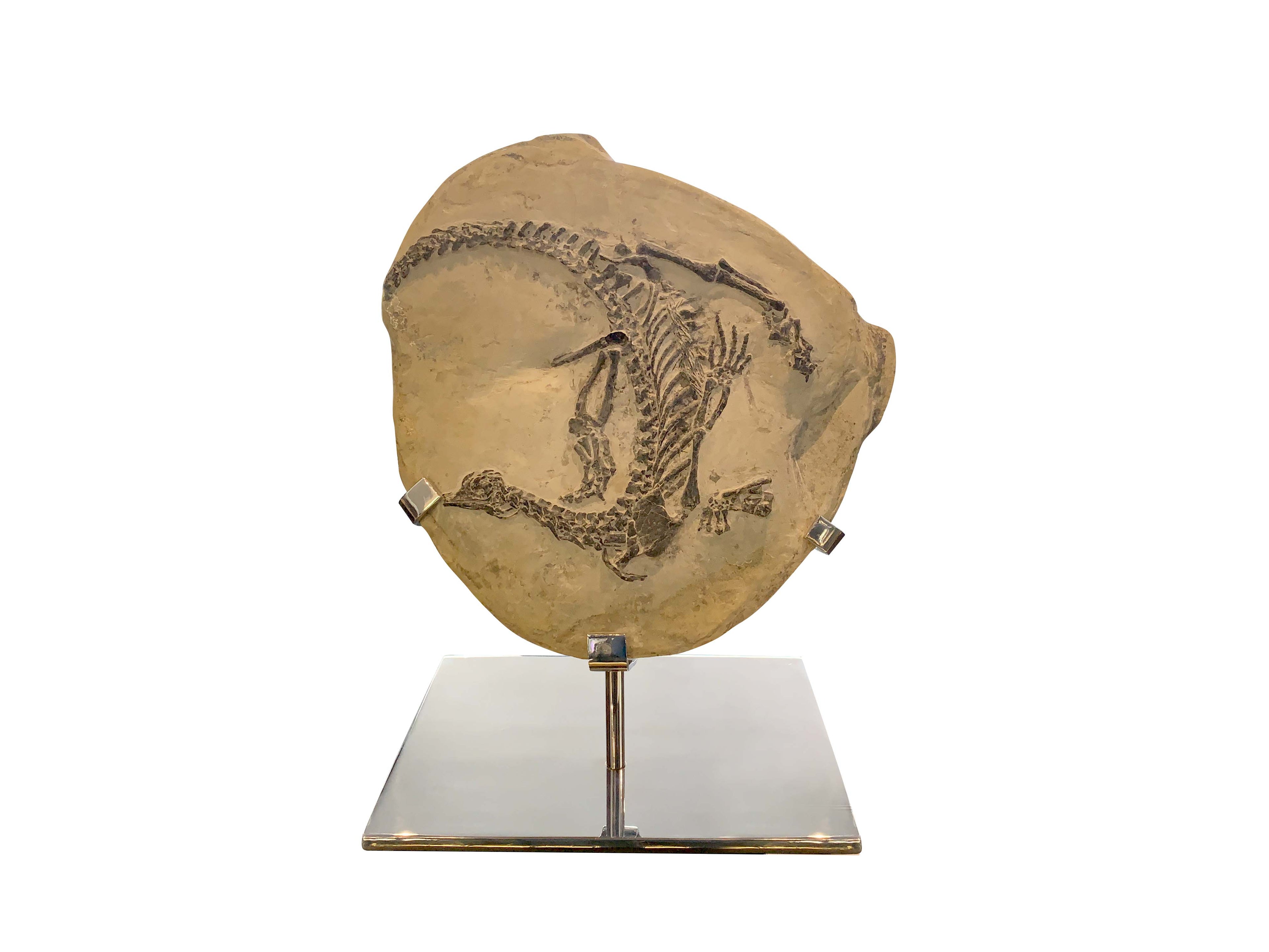 Dinosaur fossil in matrix Stainless steel base