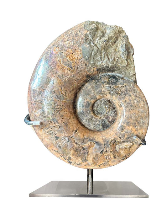 Polished ammonite specimen