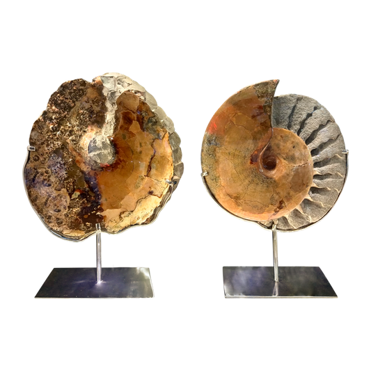 Opalized fossil ammonite 10.6x6x17.7in.