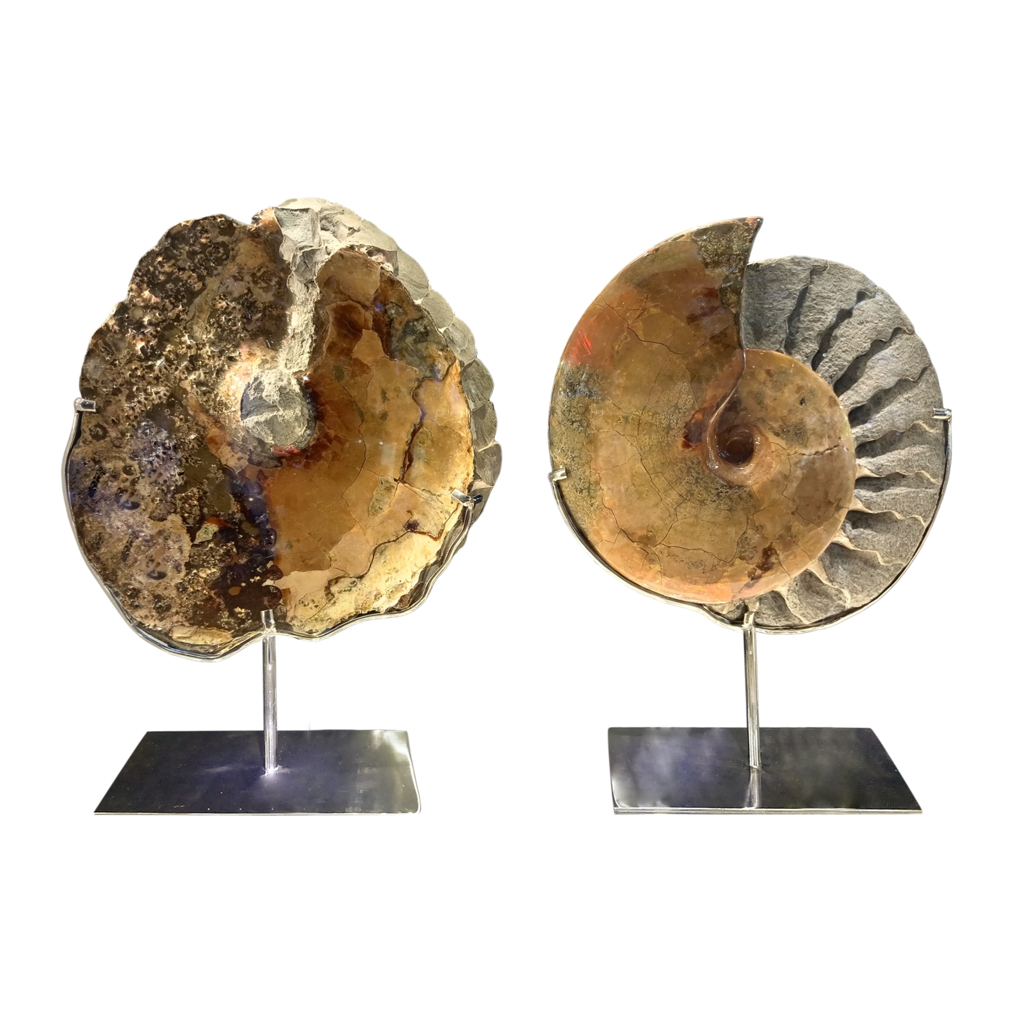 Opalized fossil ammonite 10.6x6x17.7in.