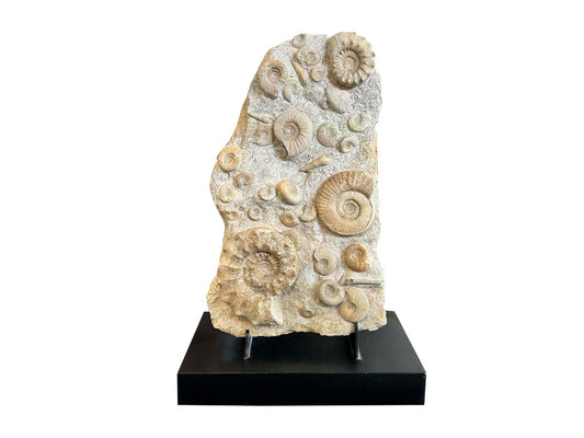 Ammonite specimen in matrix Metal base