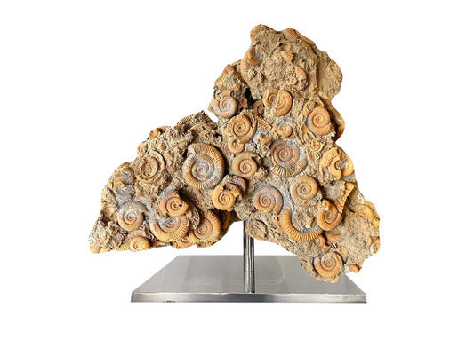 Ammonite in rustic brown matrix Stainless steel base