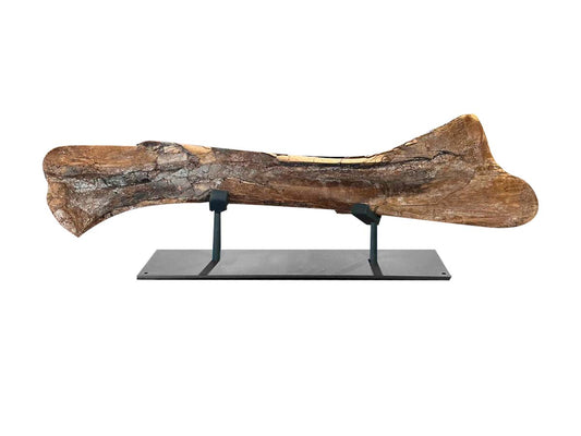 Edmontosaurus fossil bone Metal base