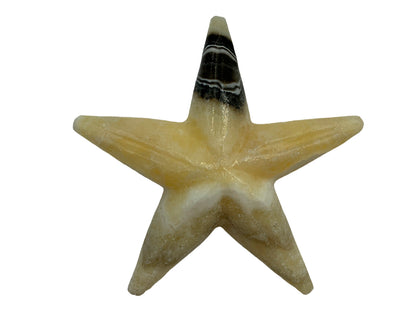 Zebra Onyx Star Fish