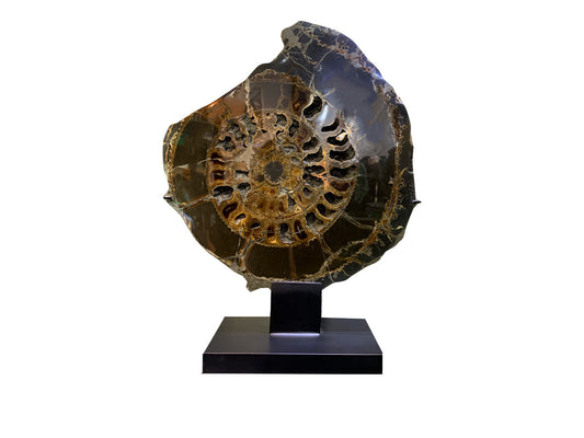 Petrified ammonite fossil Metal base