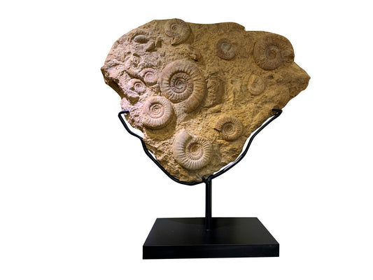 Ammonites in matrix Metal base