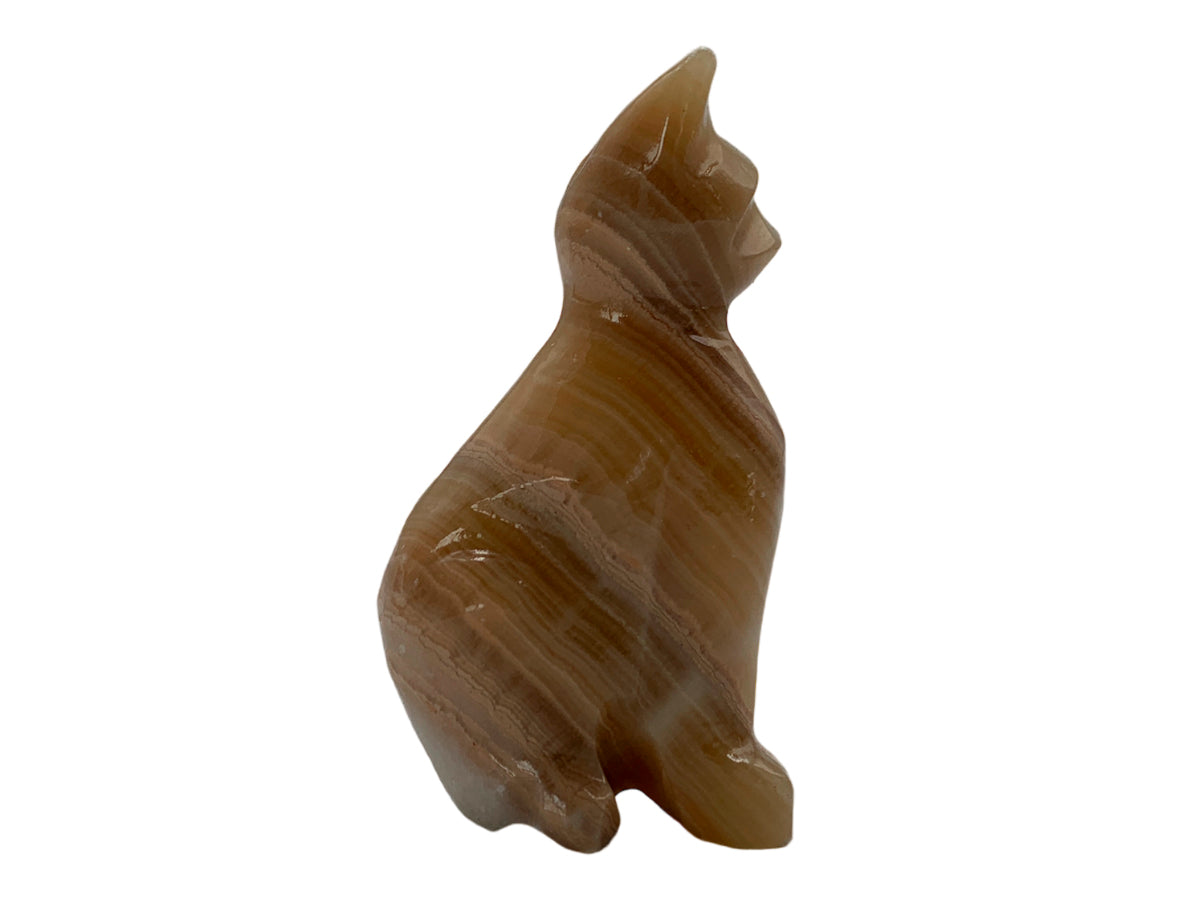 Brown Onyx Cat