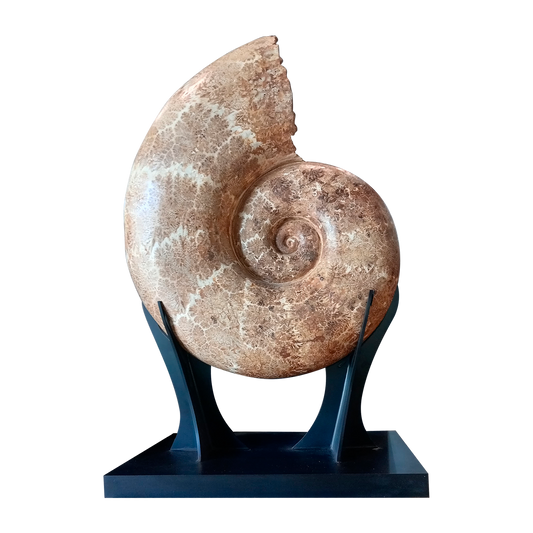 Finished suture fossil ammonite 25.5x14x39.5 in.