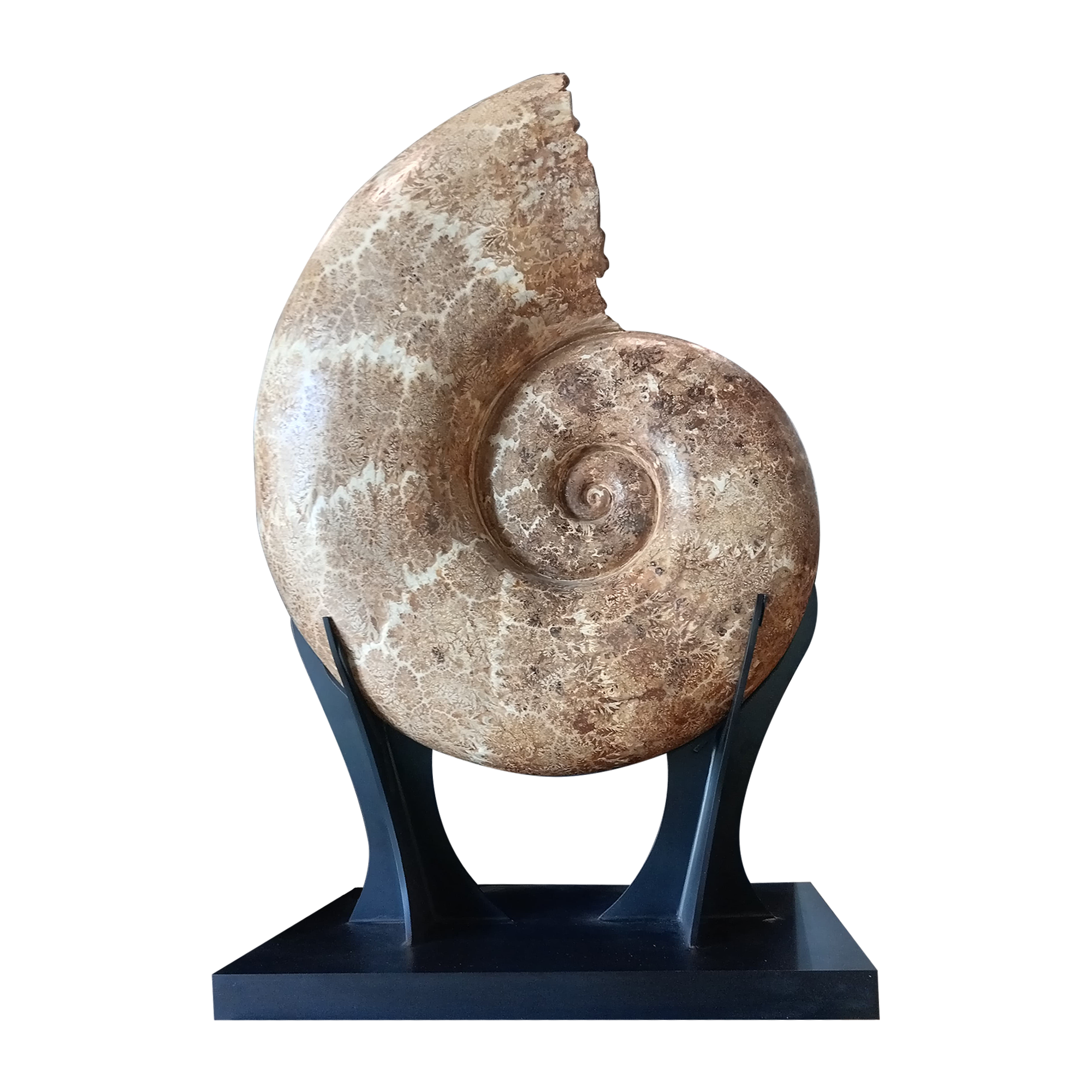 Finished suture fossil ammonite 25.5x14x39.5 in.