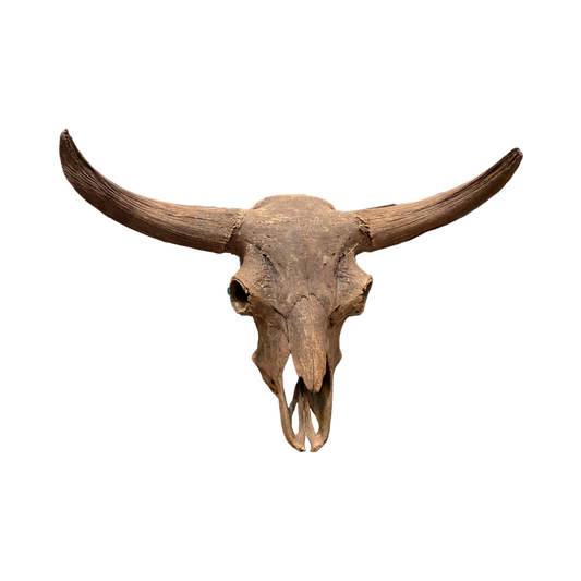 Bison skull fossil 42.5x19x73 in.