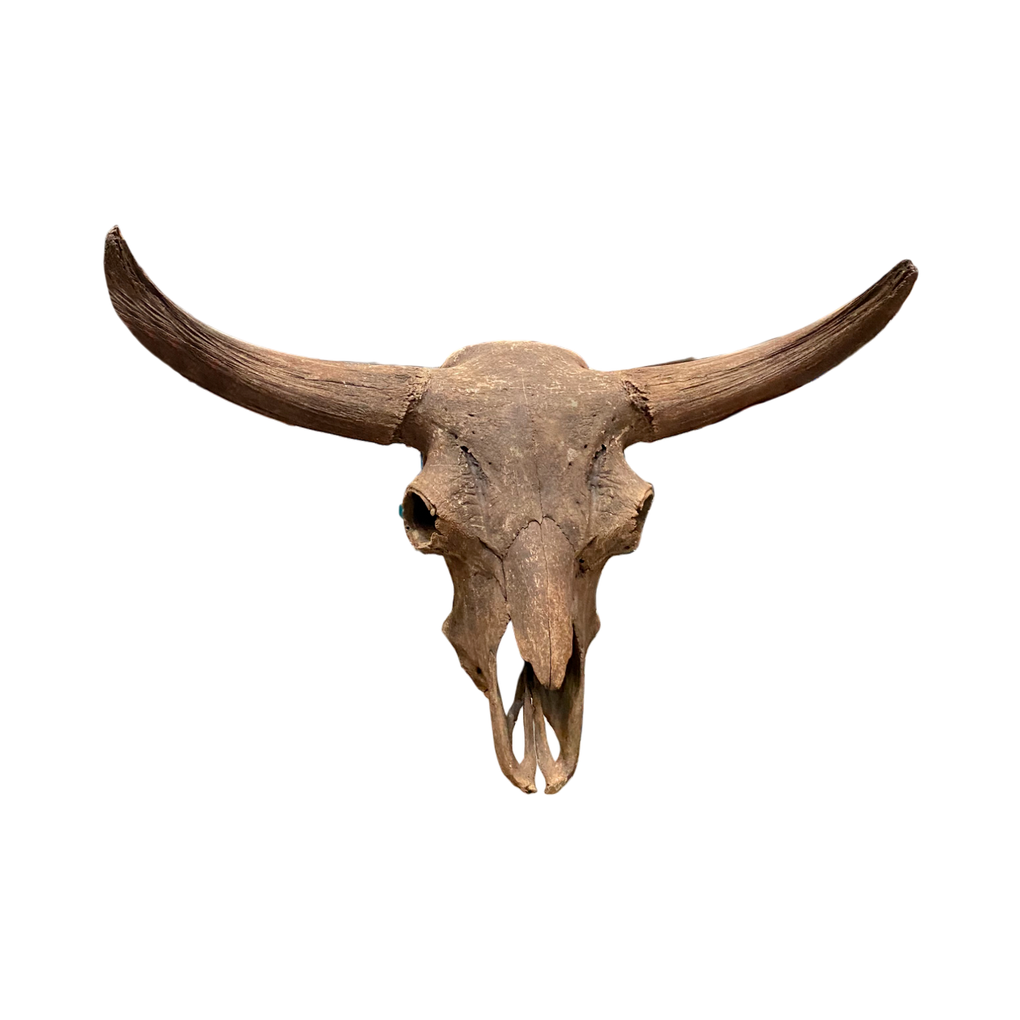 Bison skull fossil 42.5x19x73 in.