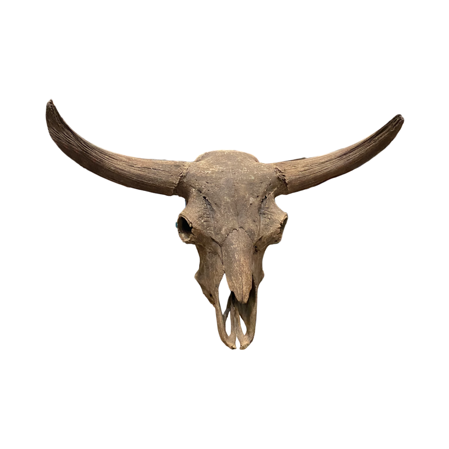 Bison skull fossil 42.5x19x73 in.