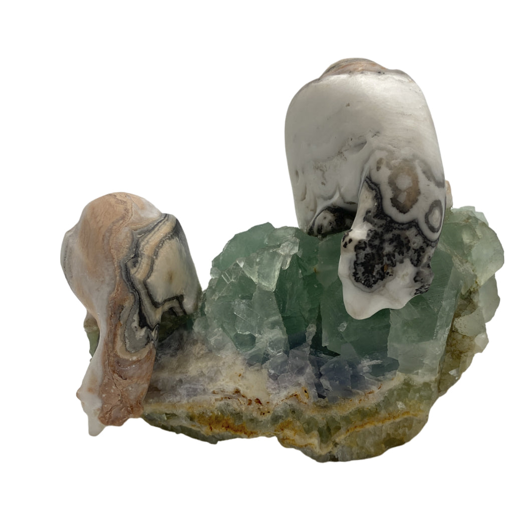 Zebra Calcite Polar Bear pair on Fluorite base