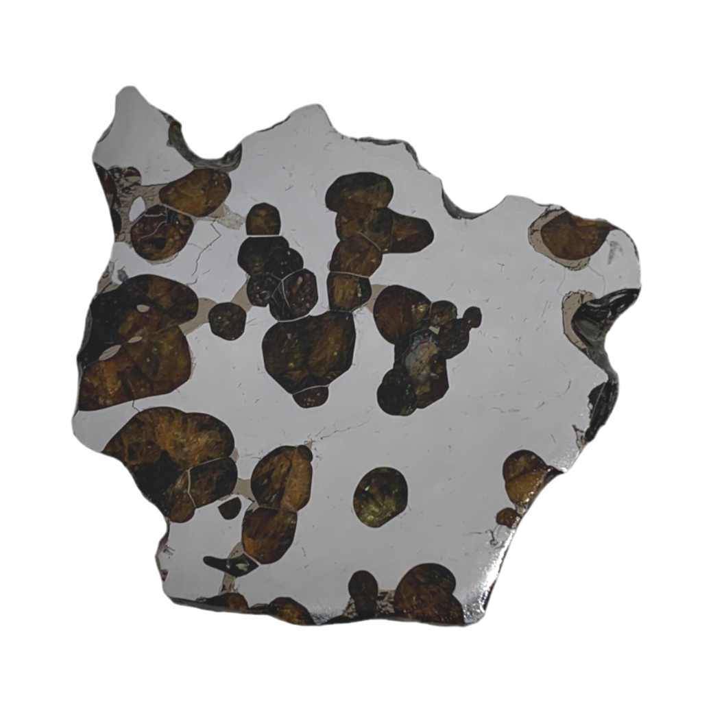 Irregular slice of Pallasite Brenham meteorite