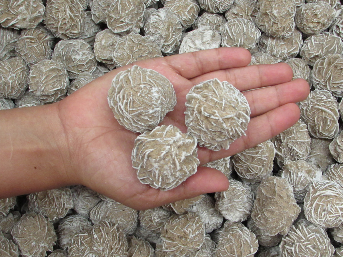 Desert Rose (1-3 Inches)