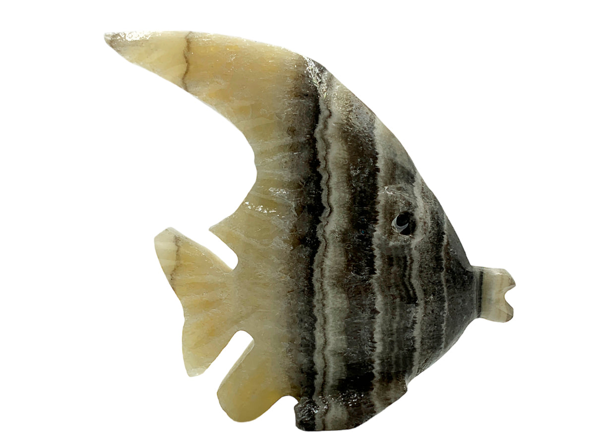 Zebra Onyx Surgeonfish 7X2.5X8 Cm